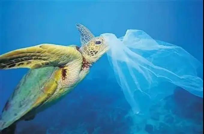 紀(jì)錄片《塑料海洋》揭露塑料垃圾帶給海洋的災(zāi)難。